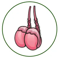 سونوگرافی بیضه