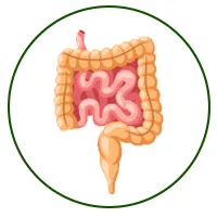 سونوگرافی ترانس رکتال