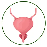 سونوگرافی مثانه