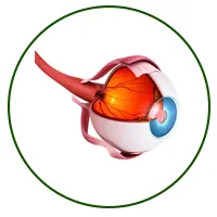 سونوگرفی چشم