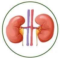 سونوگرافی کلیه